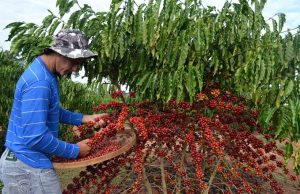 Colheita de café em área da Cooxupé avança para 66,4% da área