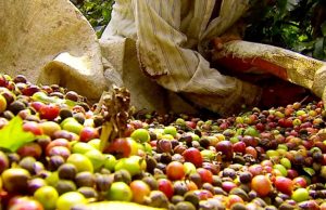 Colheita de café dos cooperados da Cooxupé avança para 87,35%