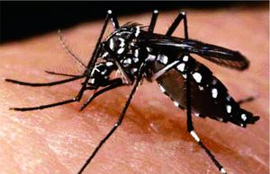 Números da dengue disparam no Brasil neste começo de ano