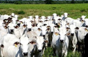 Até por falta de contêineres, JBS deixa só uma planta aberta no norte do Mato Grosso
