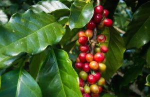 Coronavírus causa incerteza na colheita de café arábica, com atraso na vinda da mão-de-obra