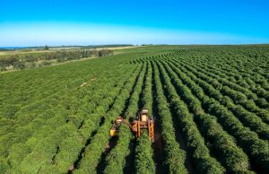 Agropecuária: setor deve ser um dos menos penalizados pelo coronavírus
