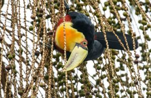 Legado das Águas abriga 13% de toda fauna ameaçada de extinção na Mata Atlântica