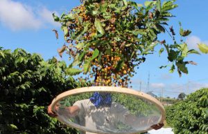 Colheita de café da Cooxupé chega a 43,9% da área