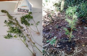 Polícia Militar após denúncia anônima localiza e apreende plantação de pés de maconha