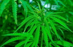 TJMG autoriza plantio de maconha para fins medicinais