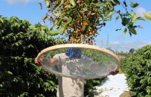 Colheita de café da Cooxupé chega a 52% da área