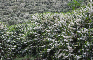 Café/Rabobank: mercado deve monitorar condições climáticas no Brasil nas próximas semanas