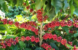 Safra mineira de café poderá ter produção recorde em 2020