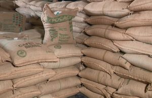 Café: números do IBGE reforçam que não haverá safra recorde
