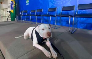 Agressor do cão Sansão será julgado em vara criminal