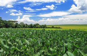 Valor da Produção Agropecuária deste ano é atualizado para R$ 806,6 bilhões