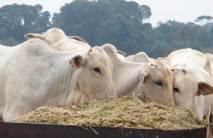 AGRO REGISTRA SALDO COMERCIAL RECORDE EM 2020