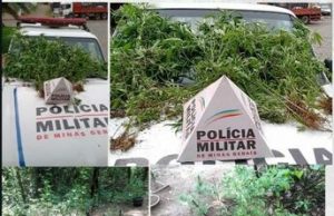 PM de Monte Santo de Minas encontra plantação de Maconha