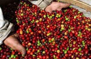 USDA: Produção mundial de café deve aumentar 4,15% na safra 2020/21