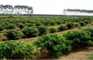 CMN aprova medidas de apoio emergencial a agricultores