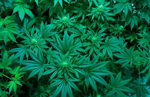 TJMG autoriza plantio de maconha para idoso