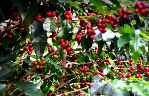 Brasil colheu 17% do café do ciclo 2021 e mantém ritmo mais lento