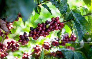 Colheita do café arábica ganha ritmo no Brasil