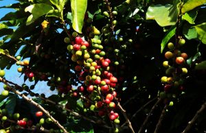 Café arábica sobe mais de mil pontos com geada e preocupação com a oferta do Brasil