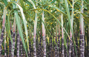 Brasil menos doce: produção de cana pode diminuir até 60% com incidência de pragas e doenças agrícolas