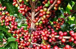 Faturamento bruto das lavouras dos Cafés do Brasil atinge R$ 33,5 bilhões