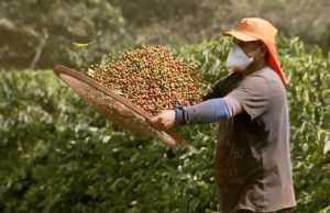 Colheita da safra 21 de café chega a 48%, indica Safras & Mercado