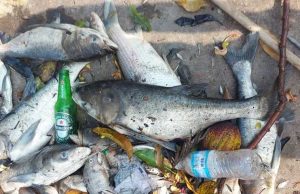 ‘Chuva negra’ mata mais de uma tonelada de peixes na Lagoinha