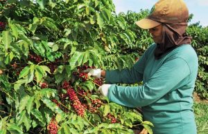 Colheita na área de ação da Cooxupé alcança 94,1%