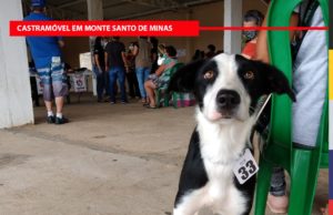 Castramóvel com a equipe da ONG Ajuda atuou em Monte Santo de Minas castrando cães e gatos