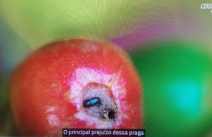Broca do café: práticas são importantes para controle da praga