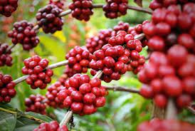 1,82 milhão de hectares é a área de produção dos cafés brasileiros