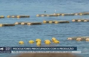 Aumento de gastos para criação faz preço do peixe subir no Sul de MG