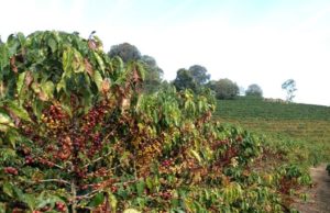 Faturamento das lavouras cafeeiras está estimado em R$ 71,7 bilhões