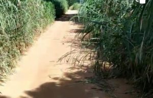 Thieskin pede que seja cortado o mato nas laterais da estrada rural dos Alves