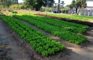 Mais de 22 toneladas de alimentos produzidos em unidades prisionais mineiras foram doados em 2022