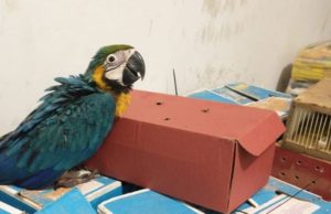 Homem é preso transportando araras e outras aves silvestres dentro de caixas em MG; foram encontrados 70 pássaros