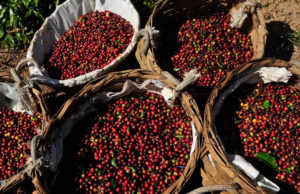 Temor de recessão econômica faz café arábica recuar 10% em 5 dias em Nova York