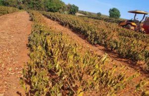 Alerta na safra 23 de café: Procafé afirma que seca em 2022 já é pior que no ano passado