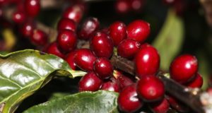 Café abre semana com ajustes técnicos, de olho no Brasil e nos estoques certificados na ICE