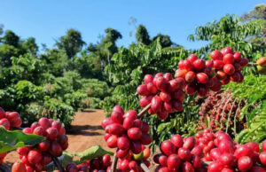 Cooperados da Cooxupé colhem 94% do volume de café esperado