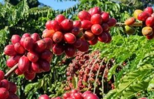 IBGE eleva em 0,9% previsão de safra de café do Brasil de 2022