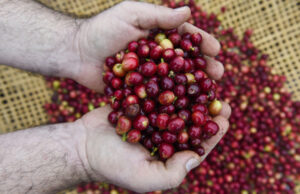 “Cafeicultura consciente” será tema de evento gratuito promovido pelo Sebrae Minas