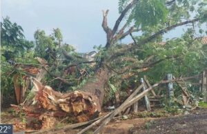 Chuva derruba árvores, causa alagamentos e transborda córrego em Monte Santo de Minas