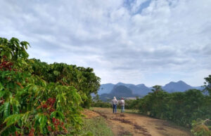 Família no ES foca em “Agricultura Biodinâmica” com foco não só na sustentabilidade, mas também em mostrar a qualidade do conilon no mercado internacional