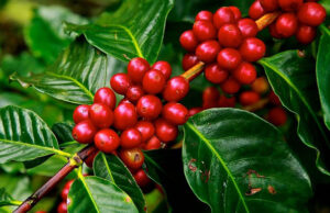 Brasil está preparado para atender novas tendências do consumo de café