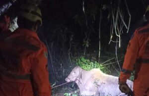 Bombeiros resgatam nelore que caiu dentro de cisterna em Itamogi