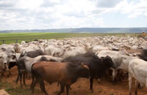 Vacinação contra febre aftosa é prorrogada até 17/12 em Minas