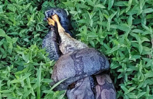 Jiboia é capturada comendo galinha em sítio, na zona rural de Guaxupé, MG