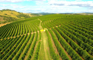 18 mil cafeicultores brasileiros terão acesso a seguro rural “sob medida” para safra 2022/2023